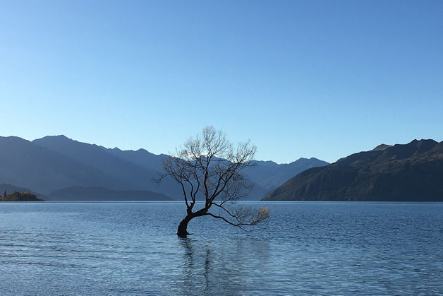 Wanaka Tree